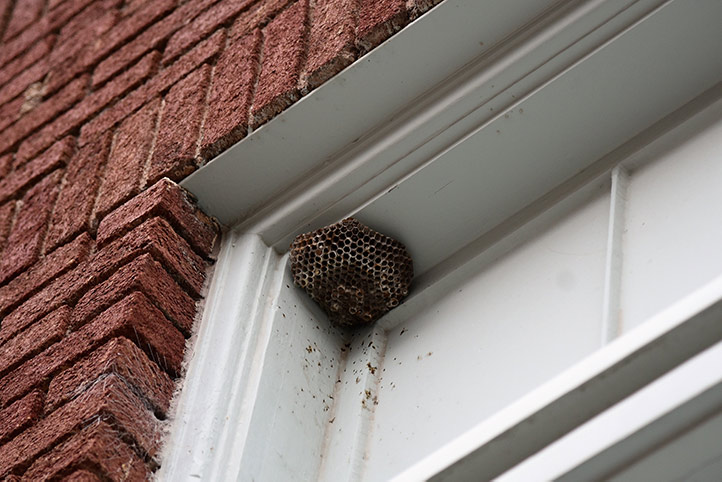 We provide a wasp nest removal service for domestic and commercial properties in Tamworth.